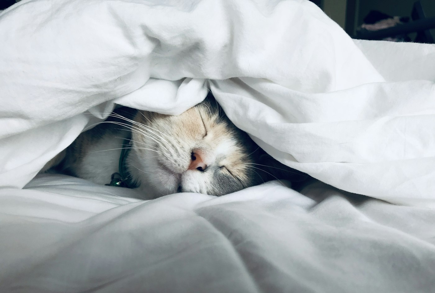 Symbolfoto: Katze unter einer Bettdecke